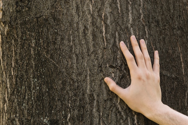 Primer plano de la mano tocando el tronco del árbol
