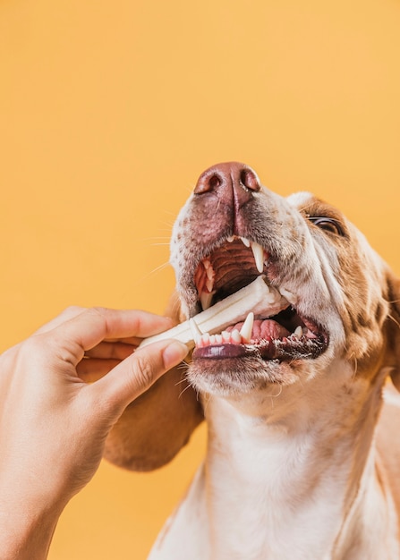 Primer plano mano tomando un hueso de un perro gracioso