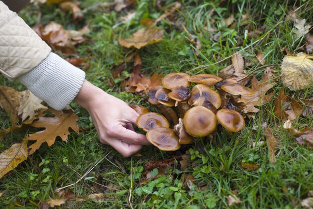 Primer plano de mano tomando setas en el bosque con hierba verde y hojas marrones