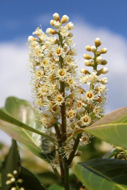 Primer plano de un manojo de pequeñas flores y capullos en un jardín.