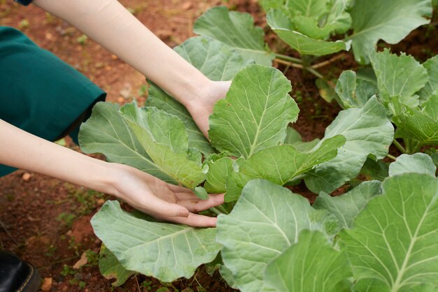 Primer plano de las manos de un agricultor cuidando el cultivo de repollo