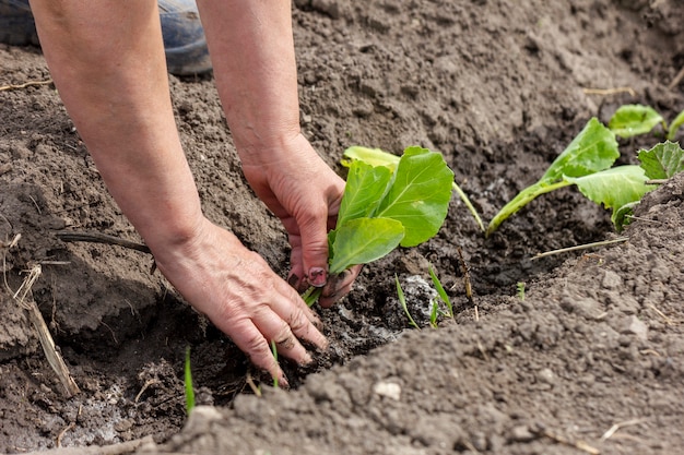 Primer plano manos jardinería plantas al aire libre