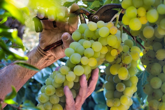 Primer plano de manos masculinas podando las vides con racimos de deliciosas uvas verdes maduras