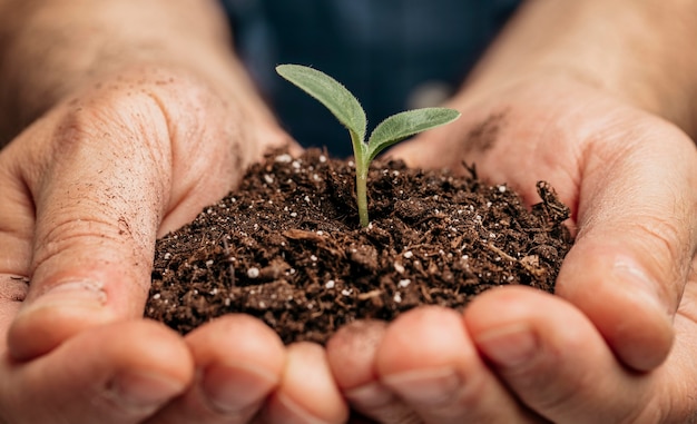 Primer plano de manos masculinas sosteniendo el suelo y la pequeña planta