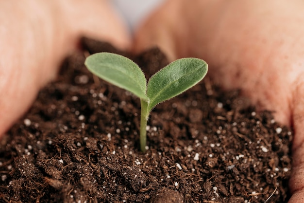 Primer plano de manos masculinas sosteniendo el suelo y la planta