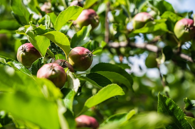 Primer plano de manzanas semi maduras en una rama en un jardín.