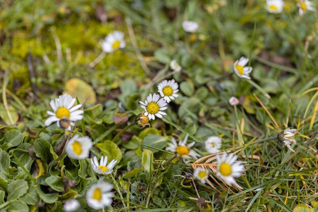 Primer plano de margaritas en un campo cubierto de hierba bajo la luz del sol