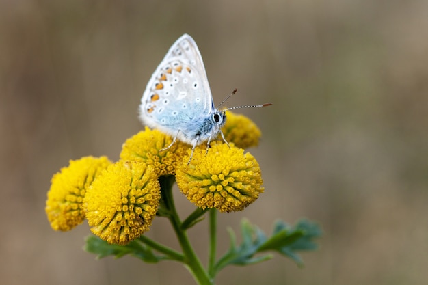 Primer plano de una mariposa azul común en Craspedia bajo la luz del sol