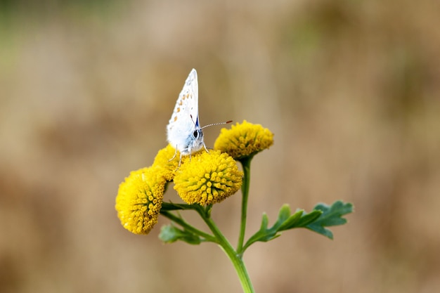 Foto gratuita primer plano de una mariposa azul común en craspedia bajo la luz del sol