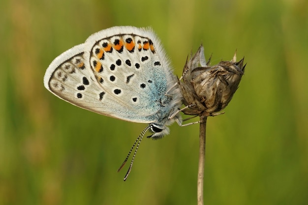 Primer plano de una mariposa azul tachonado de plata, Plebejus argus en una planta