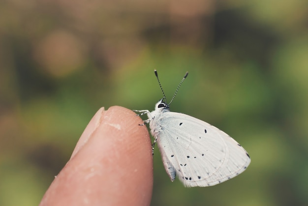 Primer plano de una mariposa blanca en un dedo