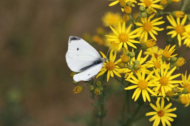 Primer plano de una mariposa blanca sentada sobre las flores amarillas en un jardín.
