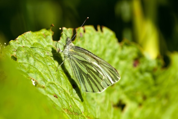 Primer plano de una mariposa blanca con venas negras descansando sobre una hoja