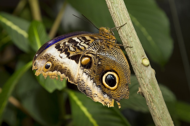 Primer plano de una mariposa búho en un tallo contra la vegetación borrosa