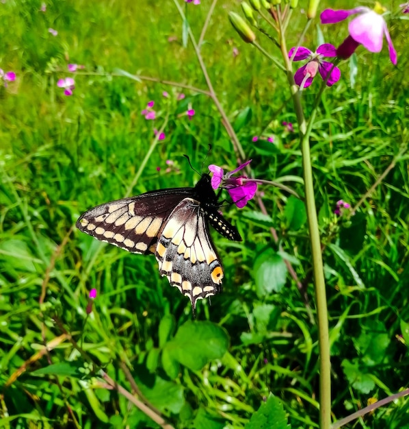 Primer plano de una mariposa cola de golondrina entre flores rosas en un campo en los Andes en Ecuador