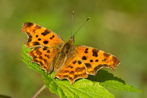 Primer plano de una mariposa de comas en la planta