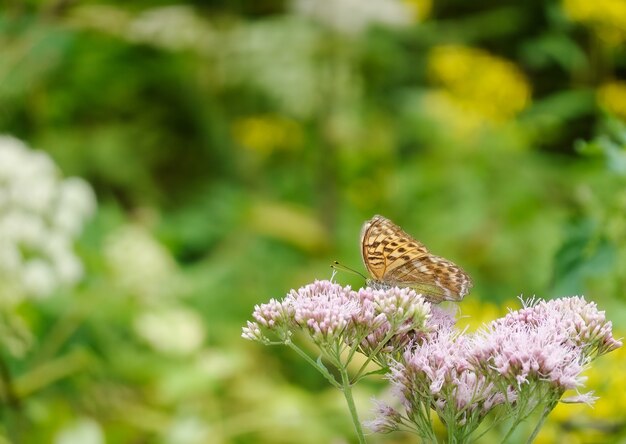 Primer plano de una mariposa en flores de color púrpura en el jardín de huesos