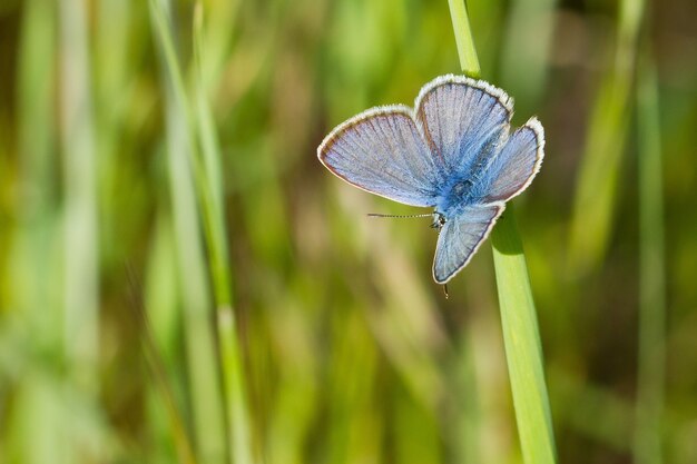 Primer plano de una mariposa llamada azul común sentado sobre una larga hoja verde durante un día soleado