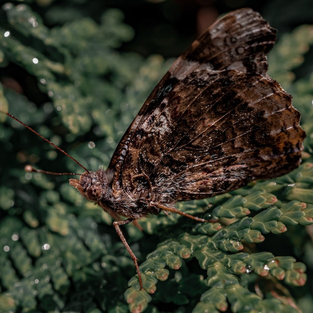 Primer plano de una mariposa marrón en una planta verde