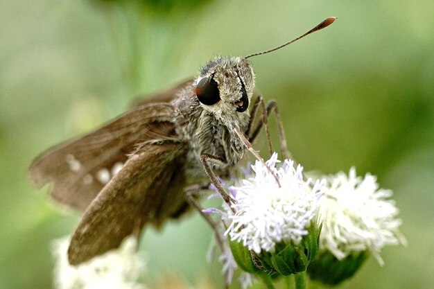 Primer plano de una mariposa marrón sentada sobre una flor blanca