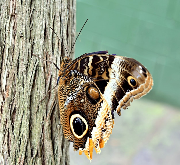 Primer plano de una mariposa marrón sobre la corteza de un árbol bajo la luz del sol