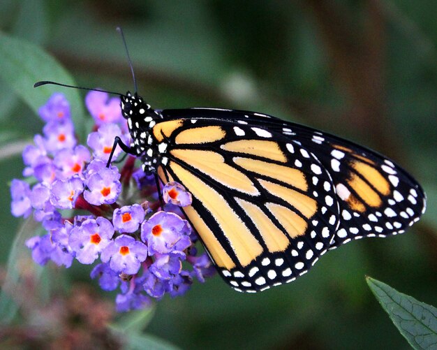 Un primer plano de la mariposa monarca en flores de color púrpura