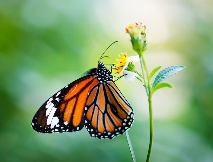 Foto gratuito primer plano de la mariposa monarca
