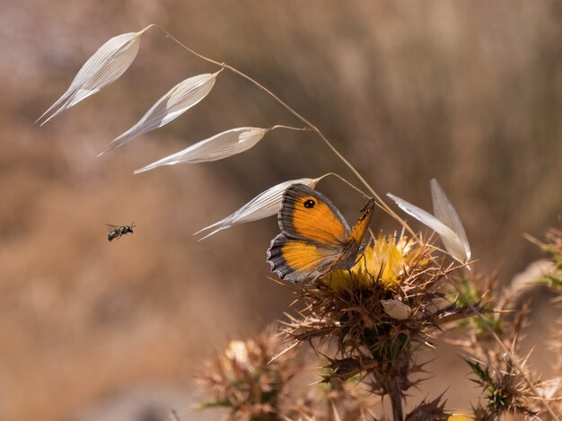 Primer plano de una mariposa naranja sobre una flor silvestre con un borroso