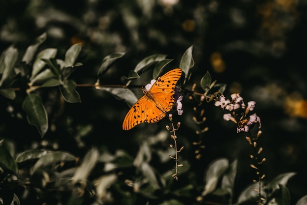 Primer plano de una mariposa naranja sobre una flor