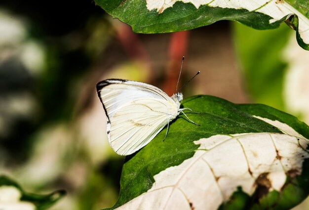 Primer plano de mariposa en la naturaleza