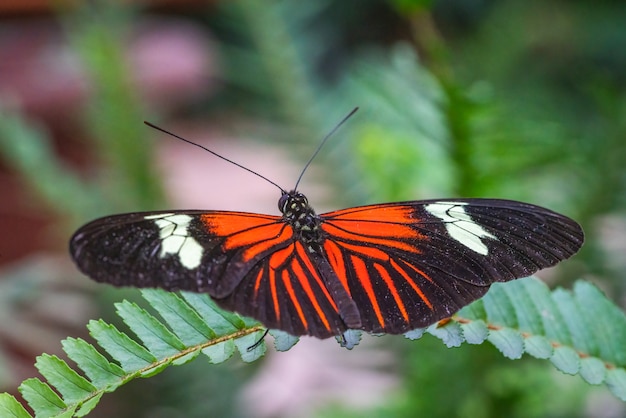 Primer plano de una mariposa negra y roja sobre hojas verdes