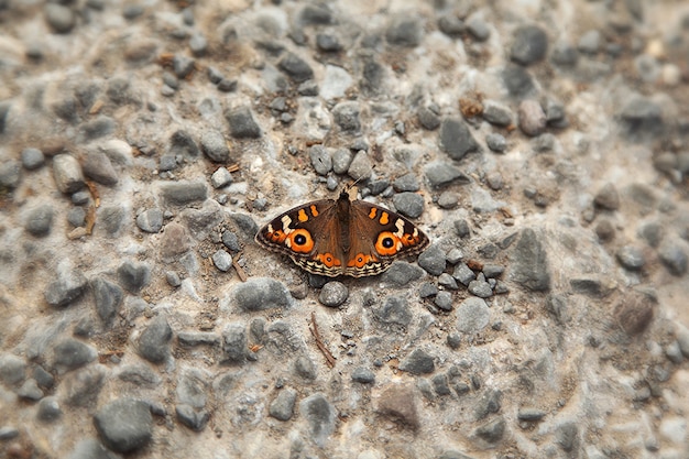 Primer plano de una mariposa en una pared rocosa