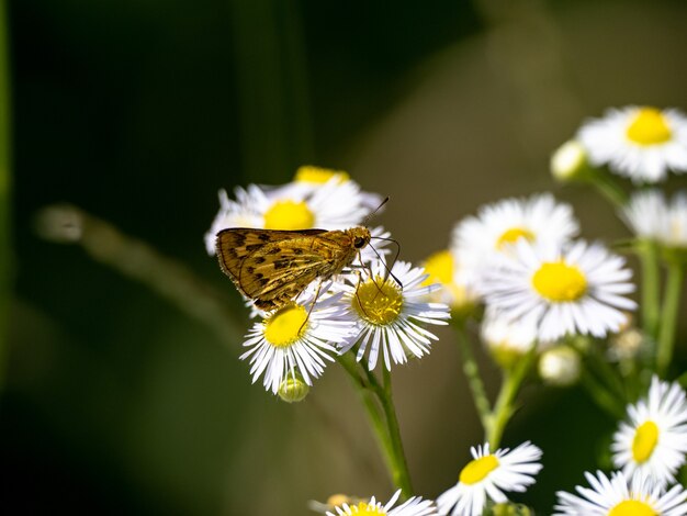 Primer plano de una mariposa sentada en la flor