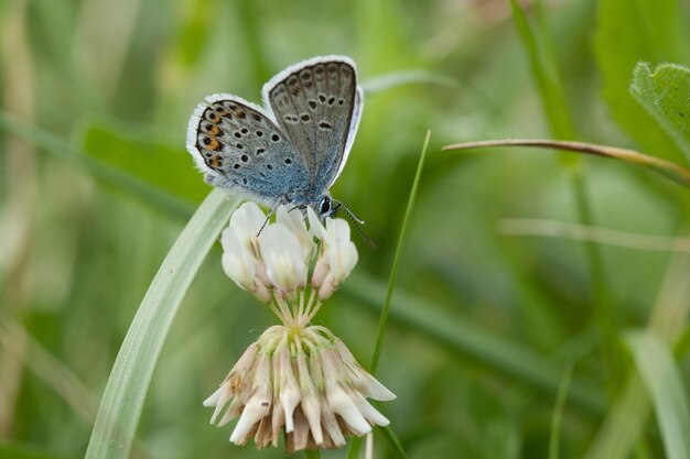 Primer plano de una mariposa sentada sobre una flor blanca