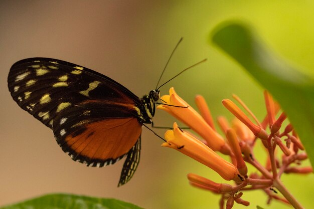 Primer plano de una mariposa sentada sobre una flor con un fondo borroso