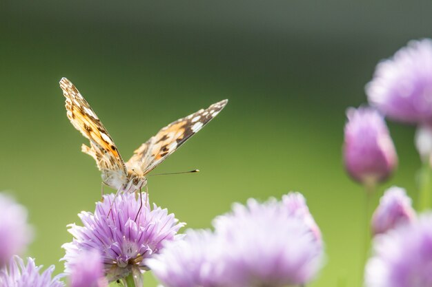 Primer plano de una mariposa sentada sobre una flor violeta con un fondo borroso