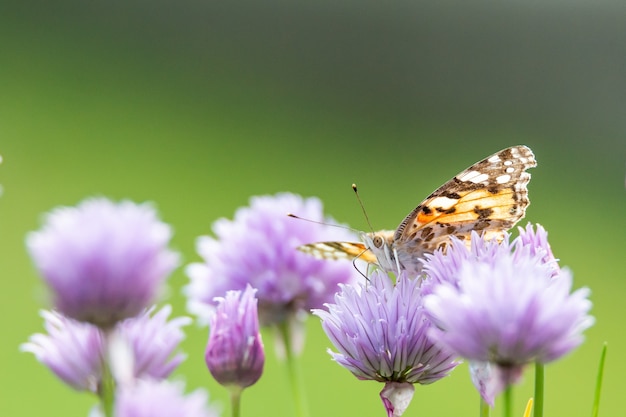 Primer plano de una mariposa sentada sobre una flor violeta