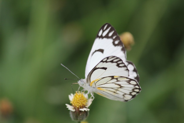 Primer plano de una mariposa sentada sobre una flor