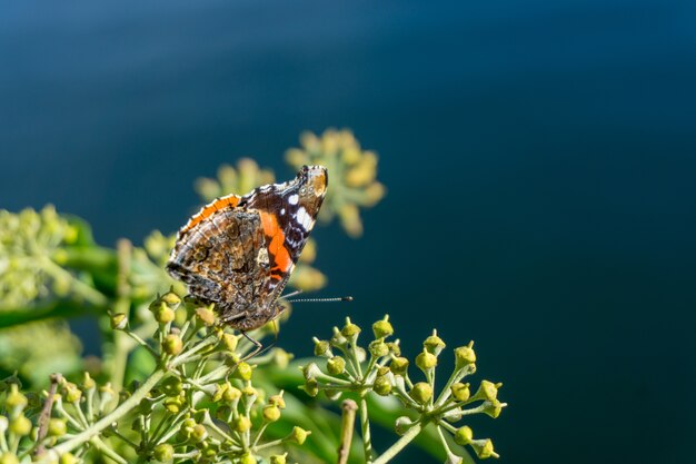 Primer plano de una mariposa sentada sobre una planta verde con un borroso