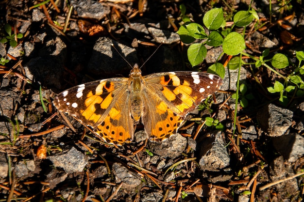 Primer plano de una mariposa sentada sobre varias rocas pequeñas junto a una hoja verde