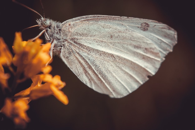 Primer plano de una mariposa sobre una flor amarilla