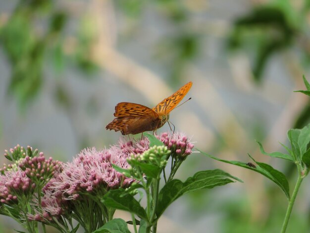 Primer plano de una mariposa sobre una flor con un fondo borroso