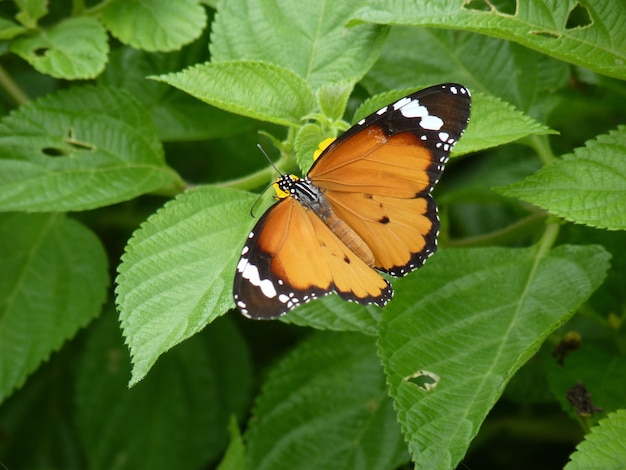 Primer plano de una mariposa en la vegetación