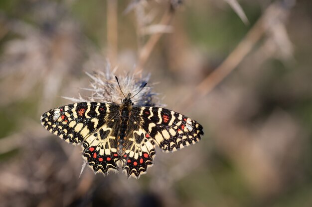 Primer plano de la mariposa Zerynthia rumina en una planta con espinas