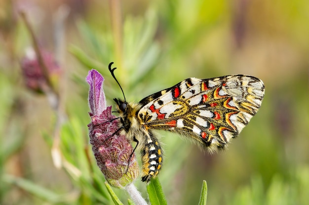 Primer plano de una mariposa Zerynthia rumina sentada sobre una flor en un jardín capturado durante el día