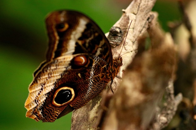 Primer plano de la mariposa