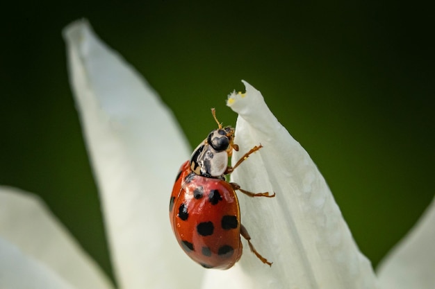 Primer plano de una mariquita sentada sobre el pétalo de una flor