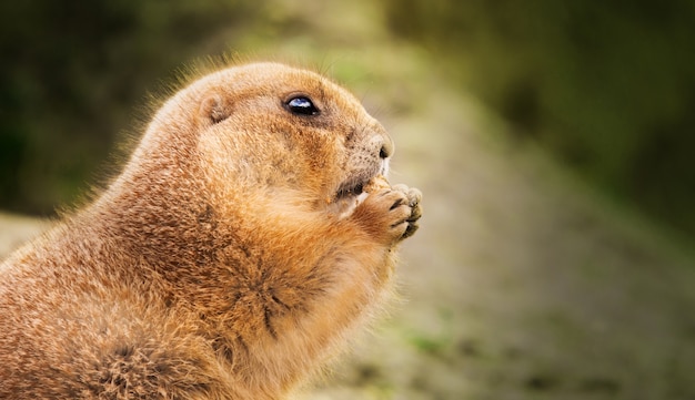 Primer plano de una marmota comiendo una nuez