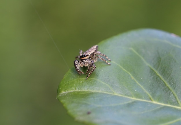 Foto gratuita primer plano de una marpissa muscosa en la hoja bajo la luz del sol