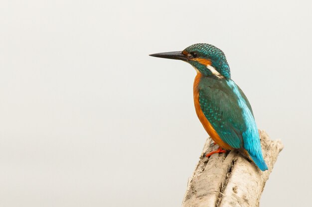 Primer plano de un martín pescador común, Alcedo atthis, Parque Nacional de Doñana, pájaro en el tronco